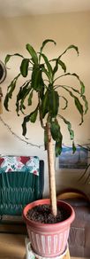 corn plant (dracaena fragrans)