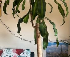 corn plant (dracaena fragrans)