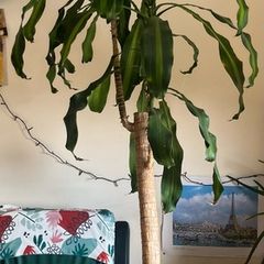 corn plant (dracaena fragrans)