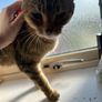 cat Image 4