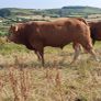 Top Quality Pedigree Registered Limousin Bulls Image 4