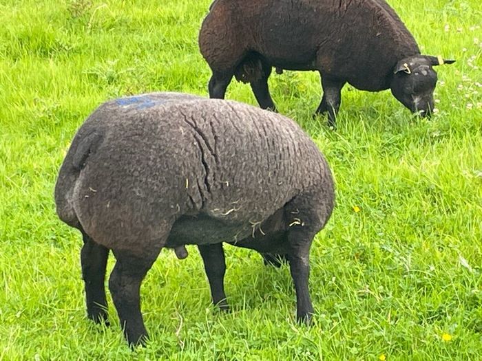 Blue Texel Rams