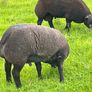 Blue Texel Rams Image 4