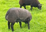 Blue Texel Rams