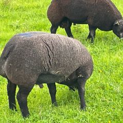 Blue Texel Rams