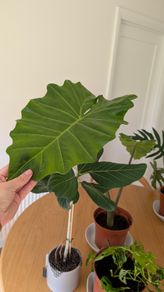 House plants - alocasia and philodendron