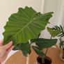 House plants Image 5