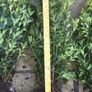 Box Hedging Image 3