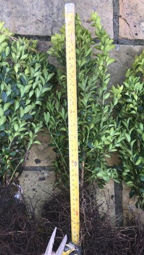 Box Hedging