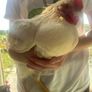 hen and rooster Image 4