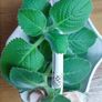 Cuban oregano, Indian borage, Indian mint, Mexican mint, Mexican oregano, and Spanish thyme (Plectranthus amboinicus). Medicinal herb. Image 4