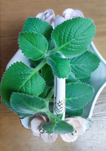 Cuban oregano, Indian borage, Indian mint, Mexican mint, Mexican oregano, and Spanish thyme (Plectranthus amboinicus). Medicinal herb.