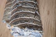 Fossils part of cephalopod