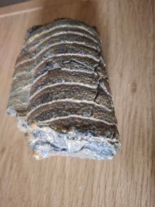 Fossils part of cephalopod