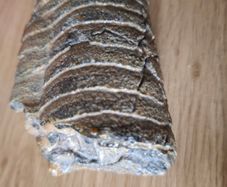 Fossils part of cephalopod