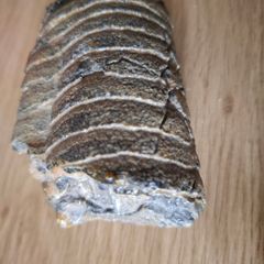 Fossils part of cephalopod