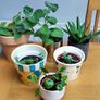 Indoor Plants Image 2