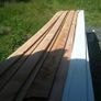 Douglas fir Image 4