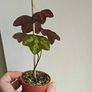 Passiflora trifascinata - rooted small plant Image 3