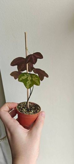 Passiflora trifascinata - rooted small plant