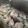 Brockie ewe lambs Image 5