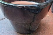 Pot