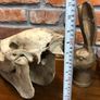 vintage horse skull Image 5