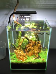 Aquarium neocaridine shrimp