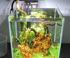 Aquarium neocaridine shrimp