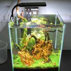 Aquarium neocaridine shrimp
