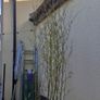 Bamboo plants Image 2