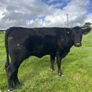 Aberdeen Angus Cows Image 9