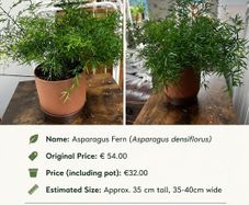 Premium Indoor plants with decorative pots