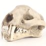 1/1 resin copy of a leopard skull. Image 3