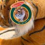 Large Tiger Image 5