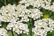 Achillea Seeds white &amp; Yellow