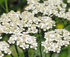 Achillea Seeds white & Yellow
