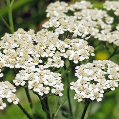 Achillea Seeds white & Yellow