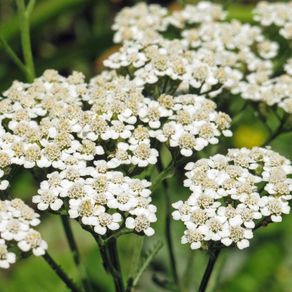 Achillea Seeds white & Yellow