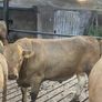 Charlaois bulls Image 8