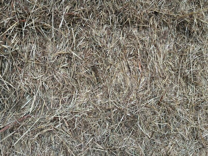 Hay