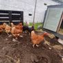 9 lovely hens for sale Image 9