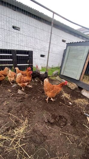 9 lovely hens for sale