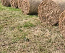 Organic meadow hay