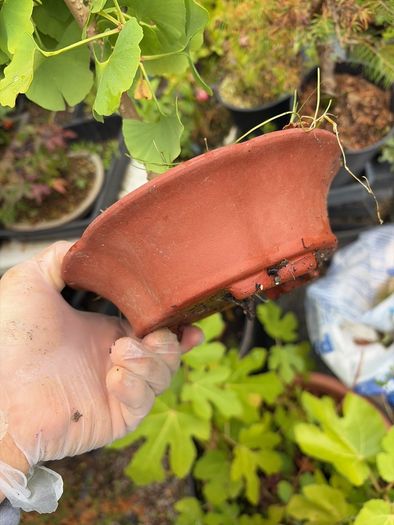 bonsai