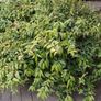 Plants Image 5