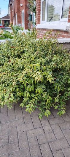 Plants