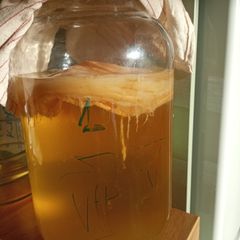Kombucha SCOBY in starter tea