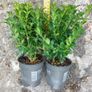 Box Hedging Image 8