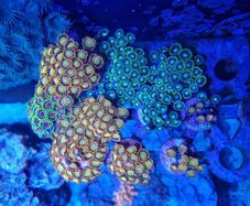 zoa frags